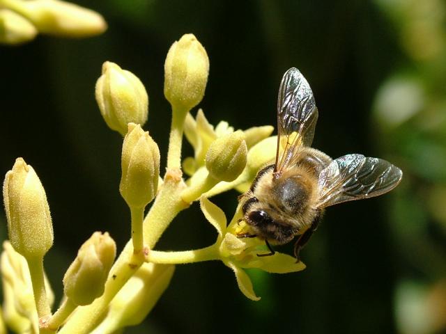 Avocado - bee on flower